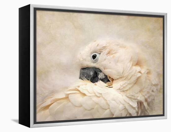 Preening Umbrella Cockatoo-Jai Johnson-Framed Premier Image Canvas