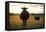 Pregant Cow Silhouetted At Sunset, On Cattle Ranch, Garfield County, Nebraska, USA. October-Cheryl-Samantha Owen-Framed Premier Image Canvas