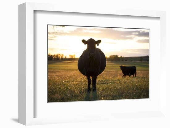 Pregant Cow Silhouetted At Sunset, On Cattle Ranch, Garfield County, Nebraska, USA. October-Cheryl-Samantha Owen-Framed Photographic Print