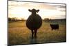 Pregant Cow Silhouetted At Sunset, On Cattle Ranch, Garfield County, Nebraska, USA. October-Cheryl-Samantha Owen-Mounted Photographic Print