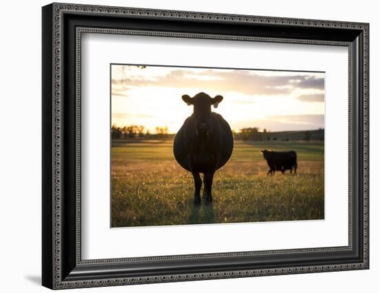 Pregant Cow Silhouetted At Sunset, On Cattle Ranch, Garfield County, Nebraska, USA. October-Cheryl-Samantha Owen-Framed Photographic Print