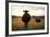 Pregant Cow Silhouetted At Sunset, On Cattle Ranch, Garfield County, Nebraska, USA. October-Cheryl-Samantha Owen-Framed Photographic Print