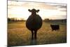 Pregant Cow Silhouetted At Sunset, On Cattle Ranch, Garfield County, Nebraska, USA. October-Cheryl-Samantha Owen-Mounted Photographic Print