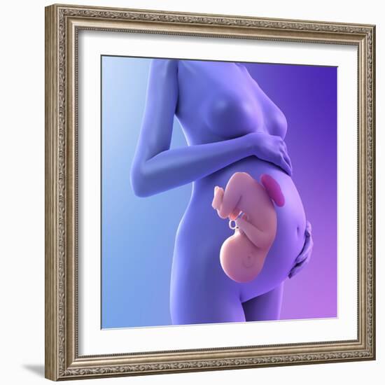 Pregnancy, Conceptual Artwork-SCIEPRO-Framed Premium Photographic Print