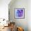 Pregnancy, Conceptual Artwork-SCIEPRO-Framed Premium Photographic Print displayed on a wall