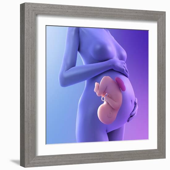 Pregnancy, Conceptual Artwork-SCIEPRO-Framed Premium Photographic Print