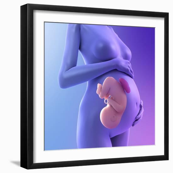 Pregnancy, Conceptual Artwork-SCIEPRO-Framed Premium Photographic Print