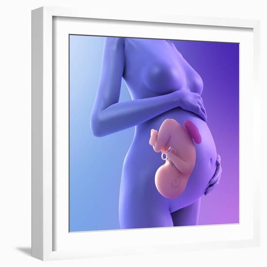 Pregnancy, Conceptual Artwork-SCIEPRO-Framed Premium Photographic Print