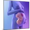 Pregnancy, Conceptual Artwork-SCIEPRO-Mounted Premium Photographic Print