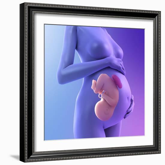 Pregnancy, Conceptual Artwork-SCIEPRO-Framed Premium Photographic Print