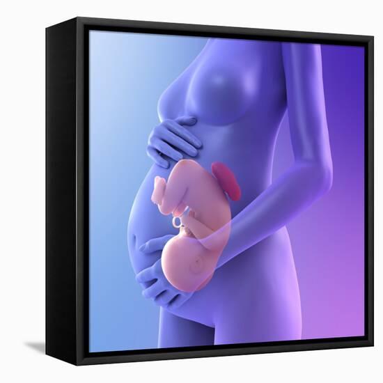 Pregnancy, Conceptual Artwork-SCIEPRO-Framed Premier Image Canvas