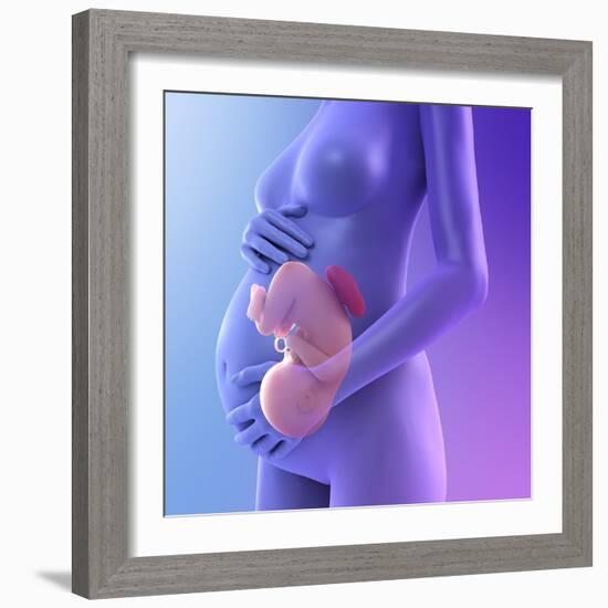 Pregnancy, Conceptual Artwork-SCIEPRO-Framed Premium Photographic Print