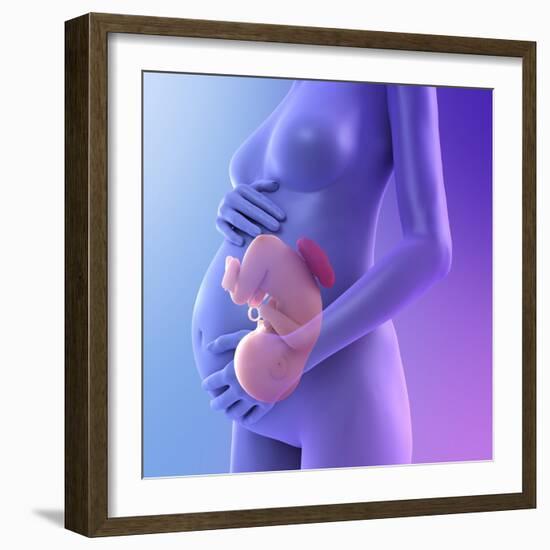 Pregnancy, Conceptual Artwork-SCIEPRO-Framed Premium Photographic Print