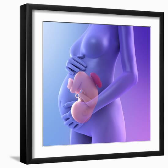 Pregnancy, Conceptual Artwork-SCIEPRO-Framed Premium Photographic Print