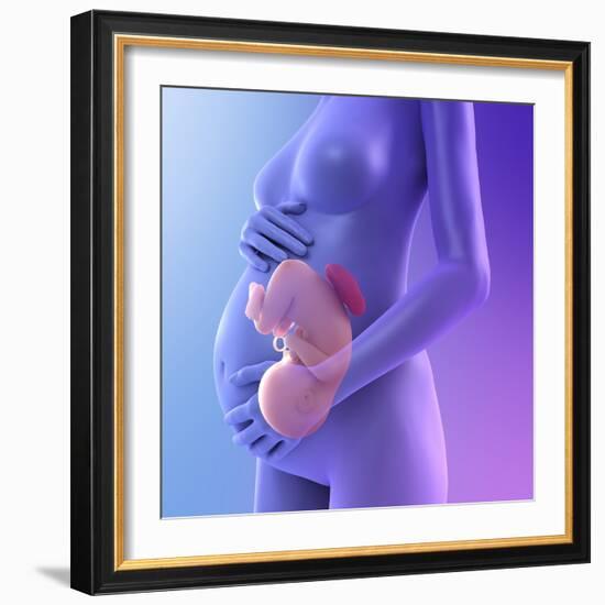 Pregnancy, Conceptual Artwork-SCIEPRO-Framed Premium Photographic Print