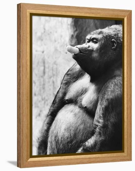 Pregnant Mountain Gorilla-null-Framed Premier Image Canvas