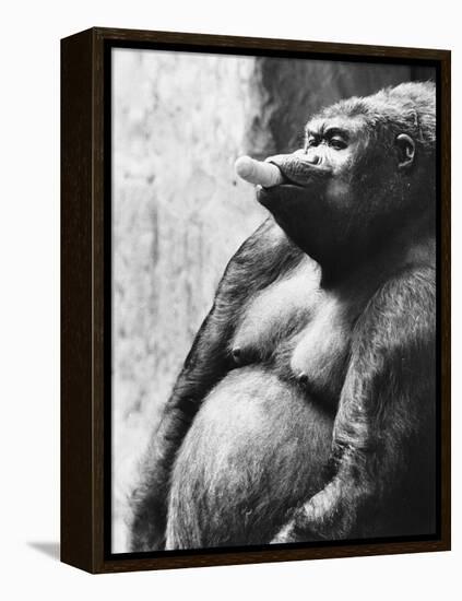 Pregnant Mountain Gorilla-null-Framed Premier Image Canvas