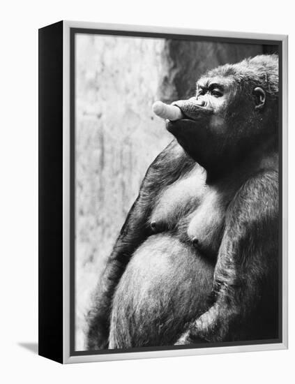 Pregnant Mountain Gorilla-null-Framed Premier Image Canvas