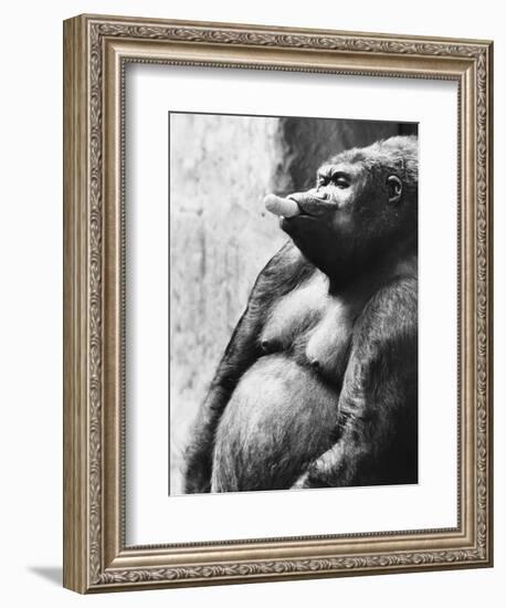 Pregnant Mountain Gorilla-null-Framed Premium Photographic Print