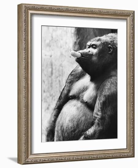 Pregnant Mountain Gorilla-null-Framed Photographic Print