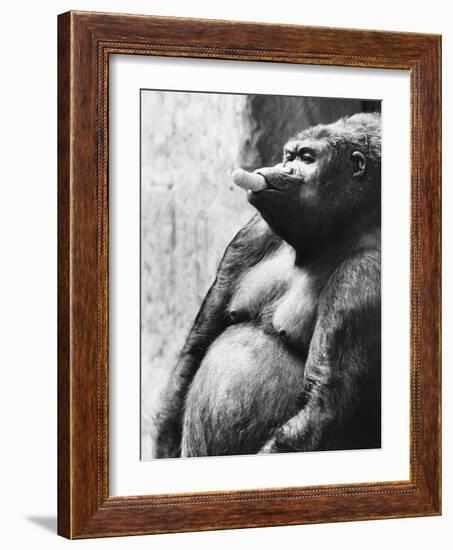 Pregnant Mountain Gorilla--Framed Photographic Print