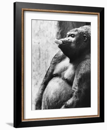 Pregnant Mountain Gorilla-null-Framed Photographic Print