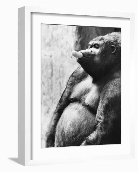 Pregnant Mountain Gorilla-null-Framed Photographic Print