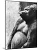 Pregnant Mountain Gorilla-null-Mounted Photographic Print