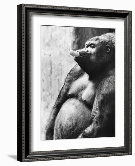 Pregnant Mountain Gorilla-null-Framed Photographic Print