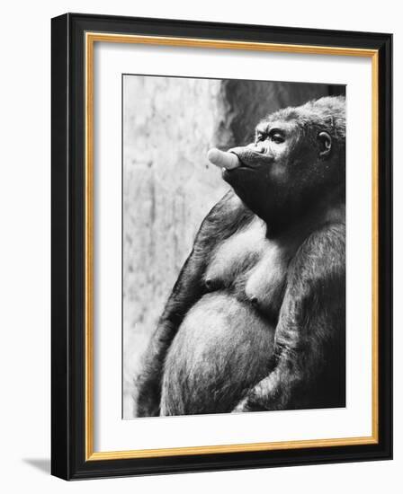 Pregnant Mountain Gorilla-null-Framed Photographic Print