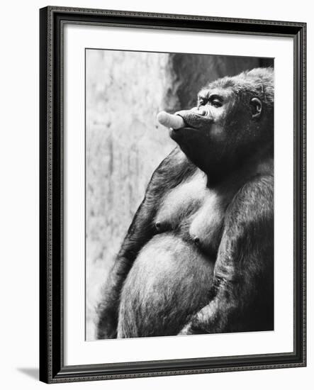 Pregnant Mountain Gorilla-null-Framed Photographic Print