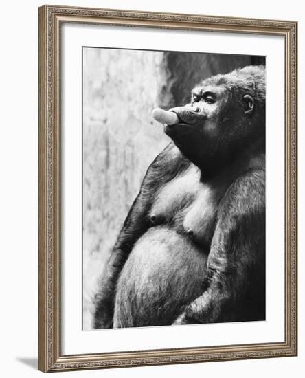Pregnant Mountain Gorilla--Framed Photographic Print