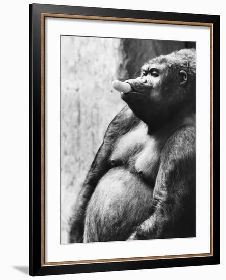 Pregnant Mountain Gorilla-null-Framed Photographic Print