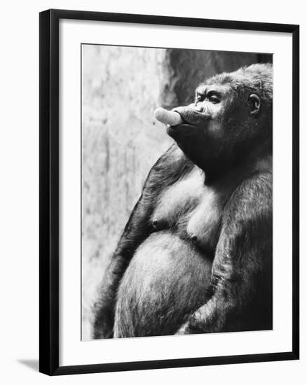 Pregnant Mountain Gorilla--Framed Photographic Print