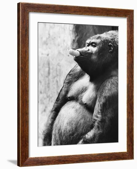 Pregnant Mountain Gorilla--Framed Photographic Print