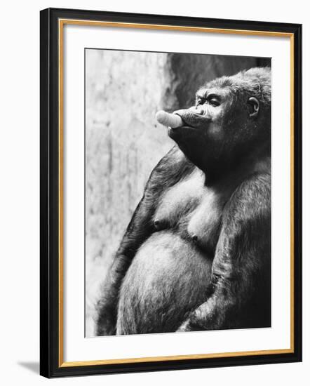 Pregnant Mountain Gorilla-null-Framed Photographic Print