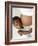 Pregnant Woman And Son-Ian Boddy-Framed Photographic Print