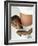 Pregnant Woman And Son-Ian Boddy-Framed Photographic Print