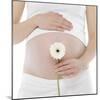 Pregnant Woman's Abdomen-Science Photo Library-Mounted Premium Photographic Print