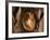 Pregnant Woman-null-Framed Photographic Print