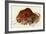 Prehistoric Cave Painting of a Charging Buffalo, Altamira, Spain-null-Framed Giclee Print