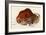 Prehistoric Cave Painting of a Charging Buffalo, Altamira, Spain-null-Framed Giclee Print