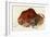 Prehistoric Cave Painting of a Charging Buffalo, Altamira, Spain-null-Framed Giclee Print