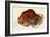 Prehistoric Cave Painting of a Charging Buffalo, Altamira, Spain-null-Framed Giclee Print