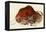 Prehistoric Cave Painting of a Charging Buffalo, Altamira, Spain-null-Framed Premier Image Canvas