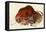 Prehistoric Cave Painting of a Charging Buffalo, Altamira, Spain-null-Framed Premier Image Canvas