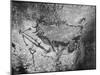 Prehistoric Cave Painting of a Hunting Scene-Ralph Morse-Mounted Photographic Print