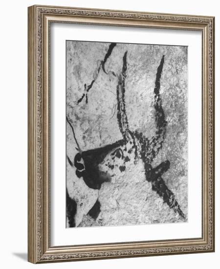 Prehistoric Cave Painting of an Animal-Ralph Morse-Framed Photographic Print