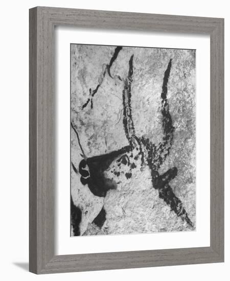 Prehistoric Cave Painting of an Animal-Ralph Morse-Framed Photographic Print