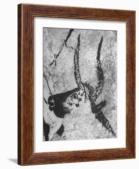 Prehistoric Cave Painting of an Animal-Ralph Morse-Framed Photographic Print